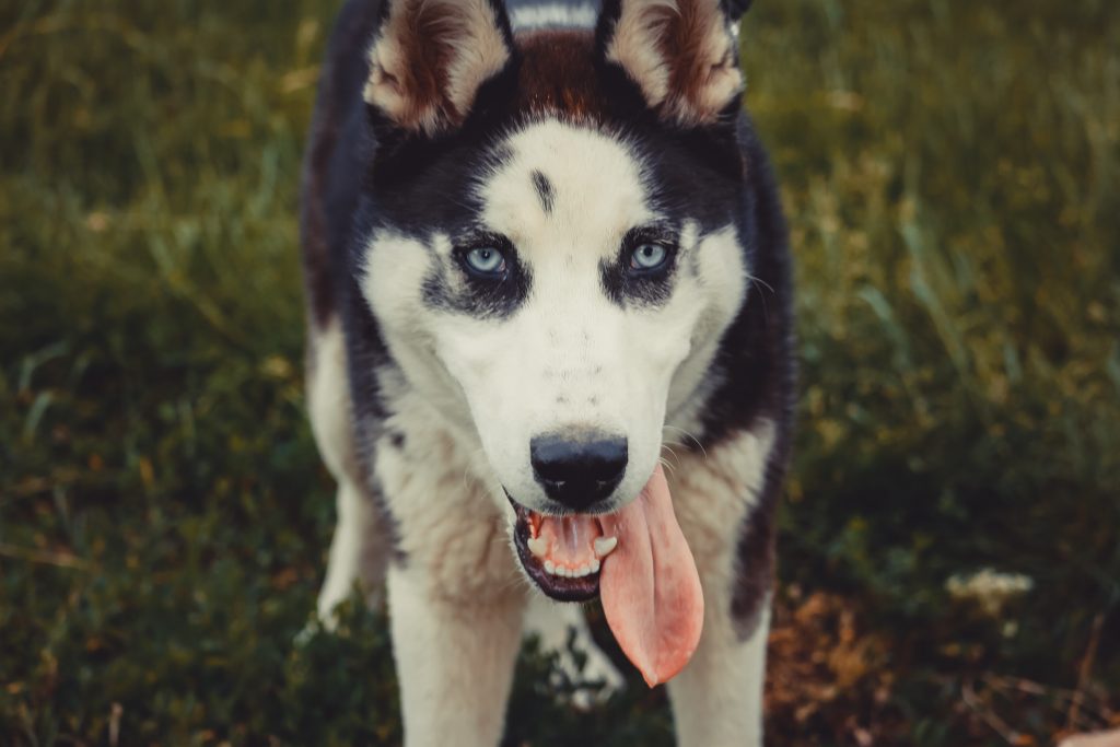 spanish tongue twisters