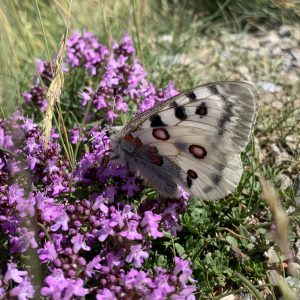 The butterfly lands gently on the flowers